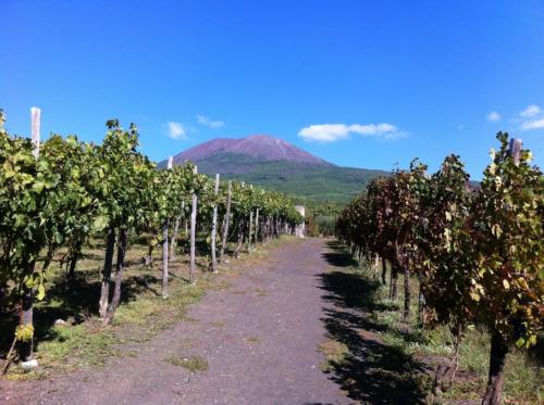 pompeii e wine tour